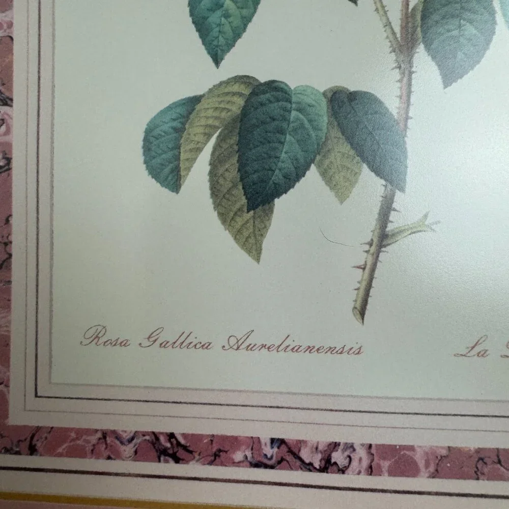 Vtg PIERRE JOSEPH REDOUTE BOTANICAL ART Rosa Gallica Aurelianensis Framed Print